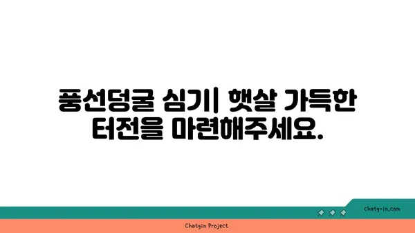 풍선덩굴 키우기 완벽 가이드| 심는 방법부터 관리 팁까지 | 풍선덩굴, 식물 키우기, 정원 가꾸기