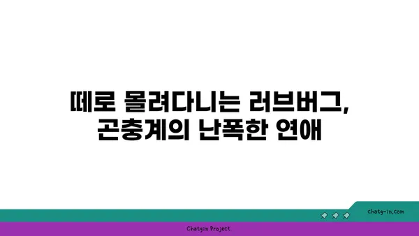 러브버그, 정말 사랑스러운 곤충일까요? | 러브버그, 짝짓기, 곤충, 해충