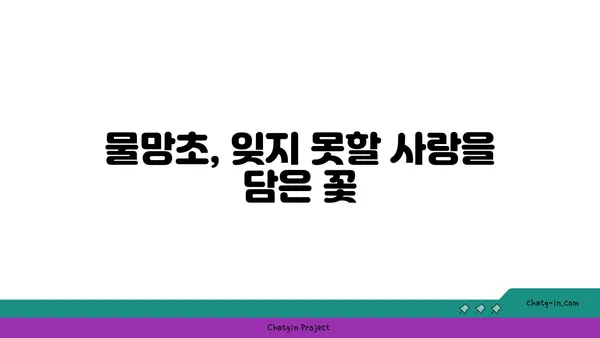 물망초 꽃말과 전설| 잊지 못할 사랑의 의미 | 꽃말, 전설, 의미, 기념, 선물