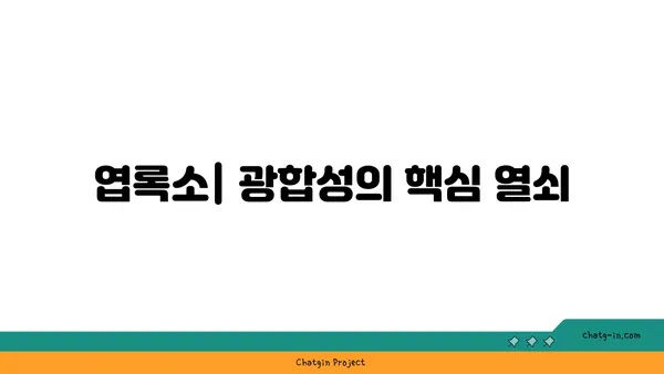 광합성의 비밀| 식물이 햇빛을 에너지로 바꾸는 놀라운 과정 | 광합성 원리, 식물, 엽록소, 빛 에너지, 탄수화물