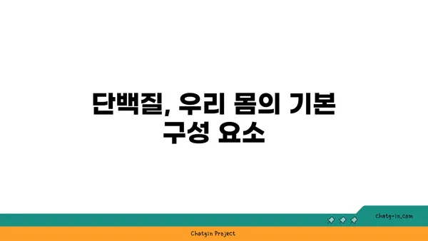 단백질의 모든 것| 종류, 기능, 섭취 가이드 | 단백질, 영양, 건강, 식단, 운동