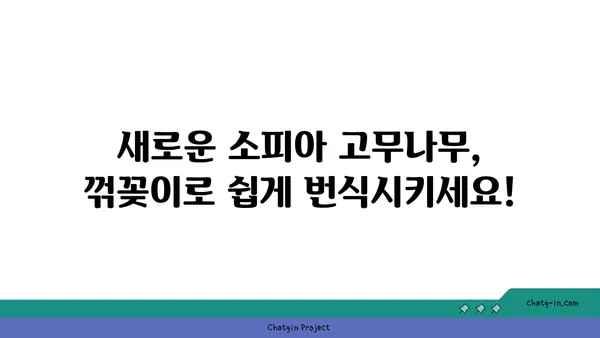 소피아 고무나무 키우기 완벽 가이드 | 실내 식물, 관리법, 번식, 병충해