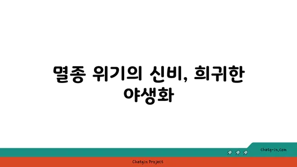 구름병아리난초의 매력에 빠지다| 아름다움과 희귀성을 간직한 야생화 | 멸종위기종, 난초과, 한국 자생식물, 식물 정보