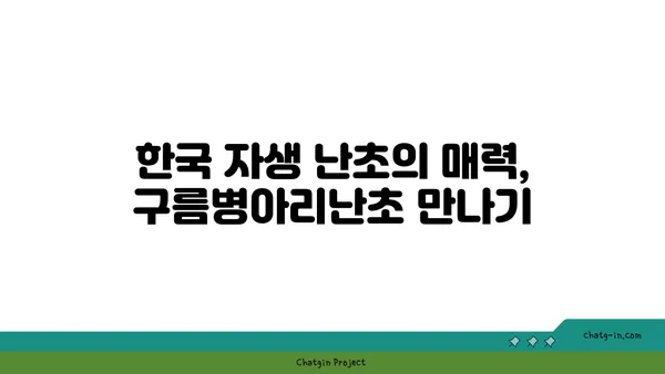 구름병아리난초의 매력에 빠지다| 아름다움과 희귀성을 간직한 야생화 | 멸종위기종, 난초과, 한국 자생식물, 식물 정보