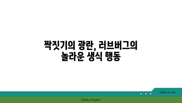 러브버그, 정말 사랑스러운 곤충일까요? | 러브버그, 짝짓기, 곤충, 해충