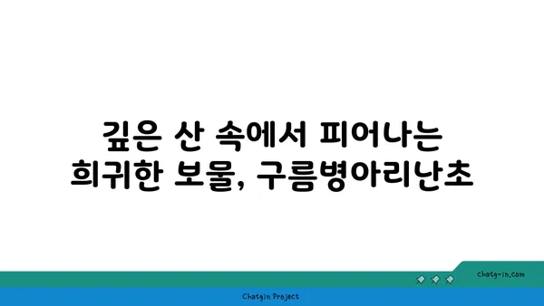 구름병아리난초의 매력에 빠지다| 아름다움과 희귀성을 간직한 야생화 | 멸종위기종, 난초과, 한국 자생식물, 식물 정보