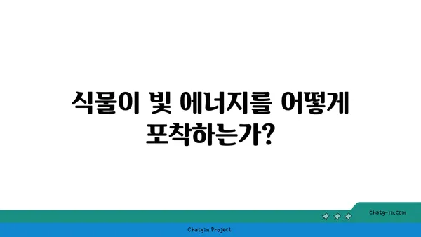 광합성의 비밀| 식물이 햇빛을 에너지로 바꾸는 놀라운 과정 | 광합성 원리, 식물, 엽록소, 빛 에너지, 탄수화물