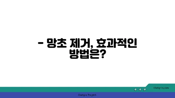 망초, 당신의 정원을 점령한 잡초? | 망초 제거, 망초 효능, 망초 퇴치 방법