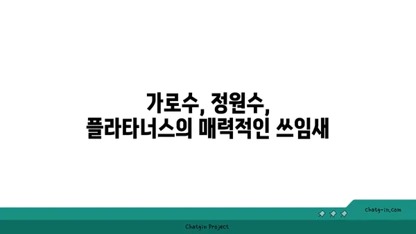 플라타너스(버즘나무)의 매력| 잎, 꽃, 열매, 그리고 나무 이야기 | 가로수, 정원수, 나무 정보