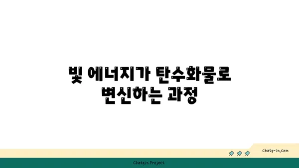 광합성의 비밀| 식물이 햇빛을 에너지로 바꾸는 놀라운 과정 | 광합성 원리, 식물, 엽록소, 빛 에너지, 탄수화물