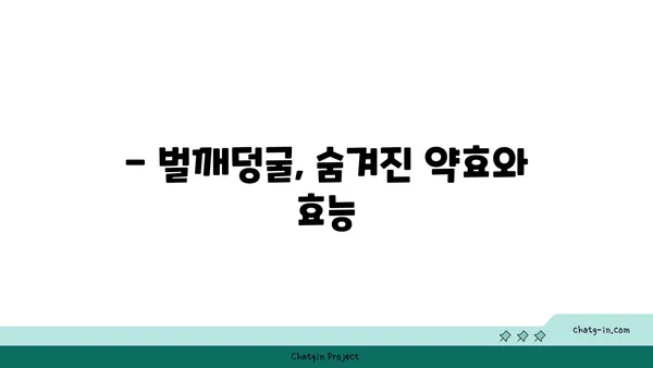 벌깨덩굴 효능과 부작용 완벽 정리 | 약초, 민간요법, 주의사항