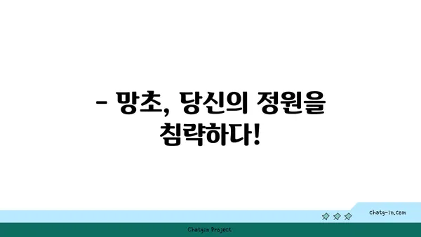 망초, 당신의 정원을 점령한 잡초? | 망초 제거, 망초 효능, 망초 퇴치 방법