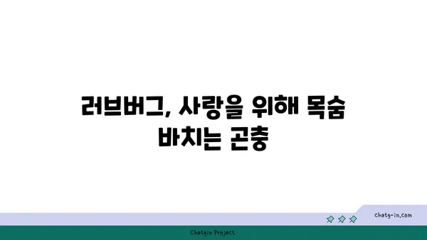 러브버그, 알고 보니 더 매력적인 5가지 사실 | 곤충, 사랑, 번식, 흥미로운 사실, 자연