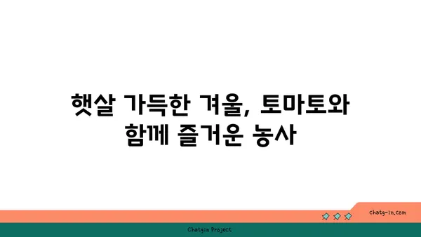 겨울철 토마토 재배 성공 가이드| 차가운 날씨에서도 맛있는 토마토를 즐기세요! | 토마토 재배, 겨울 농사, 온실 재배, 토마토 관리