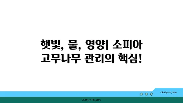 소피아 고무나무 키우기 완벽 가이드 | 실내 식물, 관리법, 번식, 병충해