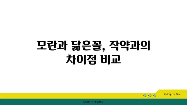 모란의 매력에 빠지다| 꽃말, 종류, 재배법 총정리 | 모란꽃, 작약, 봄꽃, 정원, 꽃