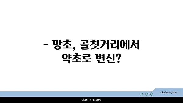 망초, 당신의 정원을 점령한 잡초? | 망초 제거, 망초 효능, 망초 퇴치 방법