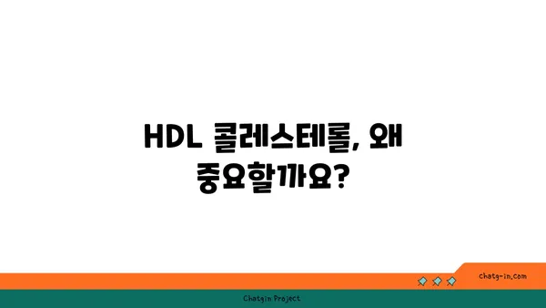 고밀도 지단백질(HDL)| 좋은 콜레스테롤을 높이는 5가지 방법 | 건강, 콜레스테롤, 심혈관 건강