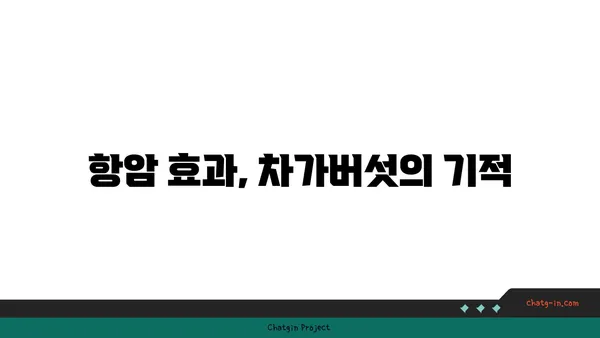 차가버섯 효능과 부작용 완벽 가이드 | 차가버섯, 건강, 면역력, 항암 효과, 주의 사항