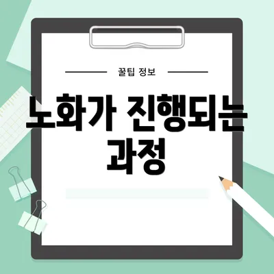 노화가 진행되는 과정